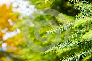 Abstract pine branch on blurred green background, Nature background, selective focus