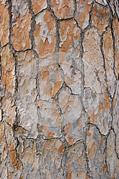 Abstract pine Wood Texture Bark