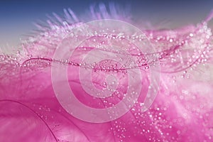 Abstract pink background with a bird`s feather with water drops