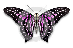 Abstract pink color Tailed Jay Graphium agamemnon butterfly