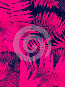 Abstract pink fern leaves background close up