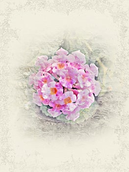 Abstract pink flower blooming on watercolor painting background.