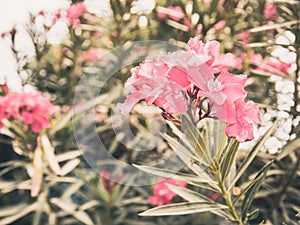 Abstract pink flowers and green leaves on sun light background