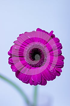 Abstract of a pink Gerbera daisy macro with water droplets on the petals