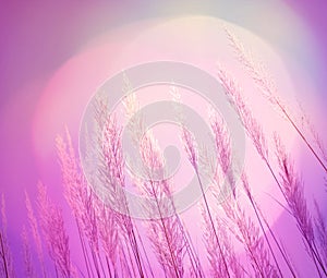 Abstract pink lighting softness Feather Grass background