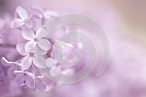 An abstract pink purple floral background.