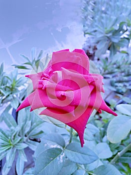 Abstract Pink Rose Blooming On Tree Beautiful Love Romance With Light Blue Background