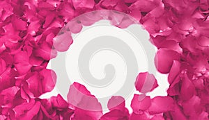 Abstract Pink Rose Petals as Frame used as Template with Soft Focus Color Filtered Background