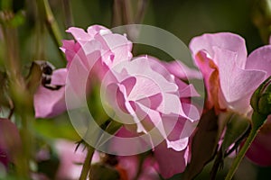 Abstract pink rose, selective focus, bokeh background, petal texture