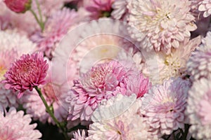 Abstract pink white floral background. Blurred Chrysanthemum petals.