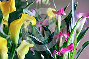 Abstract of Pink and Yellow Calla Lilies Growing Together