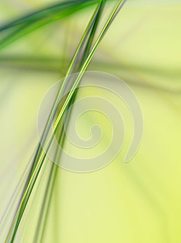 Abstract plant