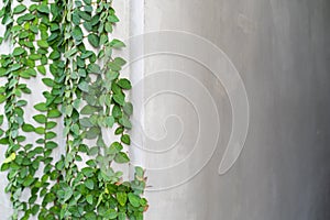 Abstract plant wall background