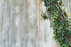 Abstract plant wall background