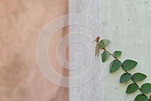 Abstract plant wall background