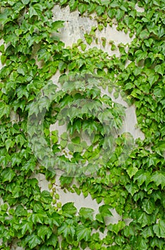 Abstract plant wall background, The Green creeper plant on grunge old house wall