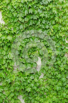 Abstract plant wall background, The Green creeper plant on grunge old house wall