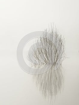 Abstract of plant in water on foggy morning