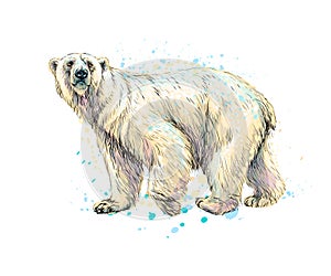 Abstracto oso charco de acuarela pintado mano bosquejo 