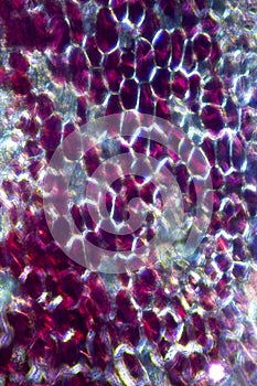 Abstract, polarizing micrograph of pigment cells in a skunk cabbage.