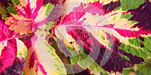 Abstract Polychrome Leaves Nature Background - Hybrid Coleus Blumei - Plectranthus Scutellarioides