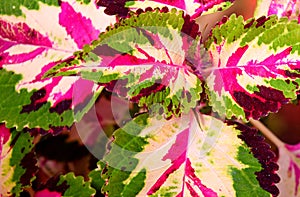 Abstract Polychrome Leaves Nature Background - Hybrid Coleus Blumei - Plectranthus Scutellarioides photo