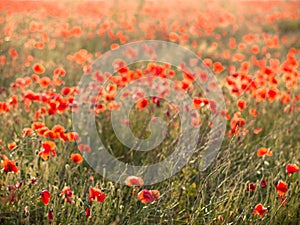 Abstract Poppies, Falmer, East Sussex, UK