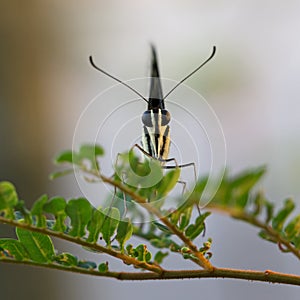 Abstract Portrait of a Butterfly