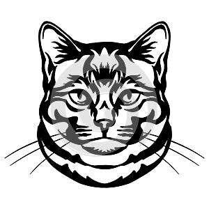 Abstract portrait of a cat black contour illustration