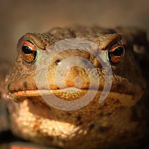 Abstract portrait of common brown frog