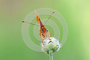 The abstract portrait of fritillary butterfly