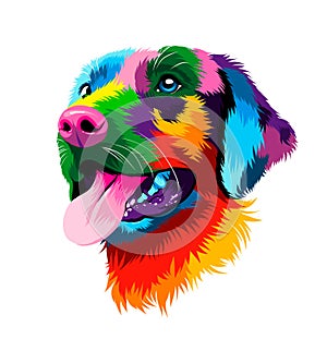 Abstract portrait of the head of a Labrador retriever from multicolored paints. Dog muzzle