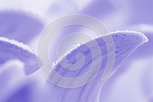 Abstract purple background with floral petals and dew drops.