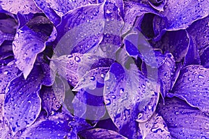 Abstract purple background from the leaves of Hosta after a rain