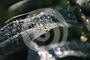 Abstract raindrops on reed leaf