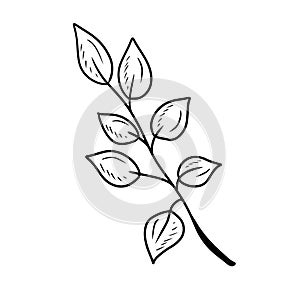 Abstract realistic branch with leaves in black isolated on white background. Hand drawn vector sketch illustration in doodle