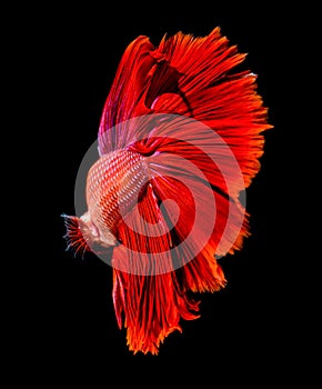 Abstract red beautiful tail of fish