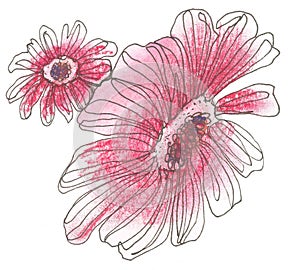 Abstract red daisies  on white background.