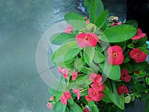 Abstract red flowers, anise flowers, blooming on the plant, beautiful, grayish-green background photo