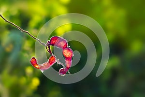 Abstract red peel tamarind, red fruit in sunshine on nature background