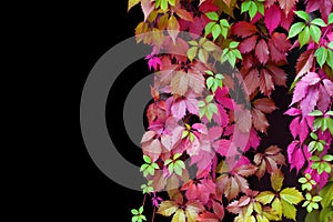 Abstract red, pink, green, purple, yellow girlish grape leaves decorative pattern on black background isolated close up copy space