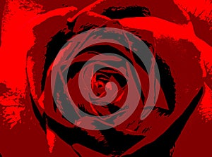 Abstract red rose