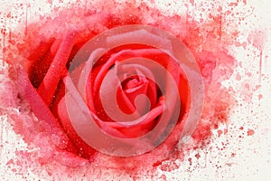 Abstract Red rose flower blooming watercolor painting.