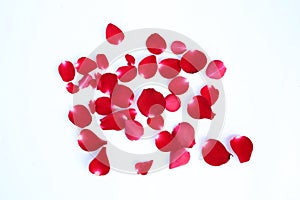 Abstract of red rose petals isolated on a white background