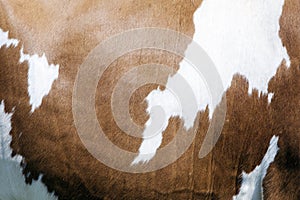 Abstract red and white pattern on side of cow