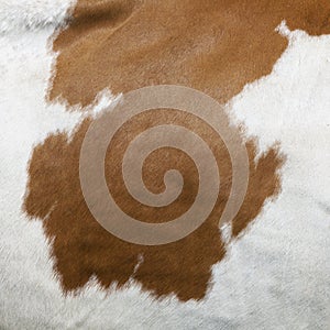 Abstract red and white pattern on side of cow