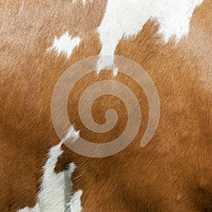 Abstract red and white pattern on side of cow