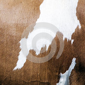 Abstract red and white pattern on side of cow