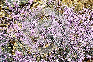 Abstract - Redbud blooms against a rock cliff.