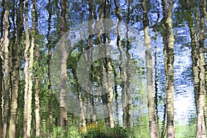 Abstract reflection of forest trees in water